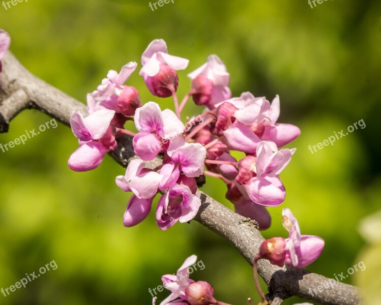 Eastern Red Buds Spring Pink Clusters Macro