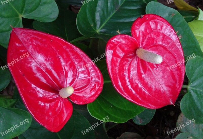 Flamingo Flower Flower Tail Flower Painter's Palette Anthurium