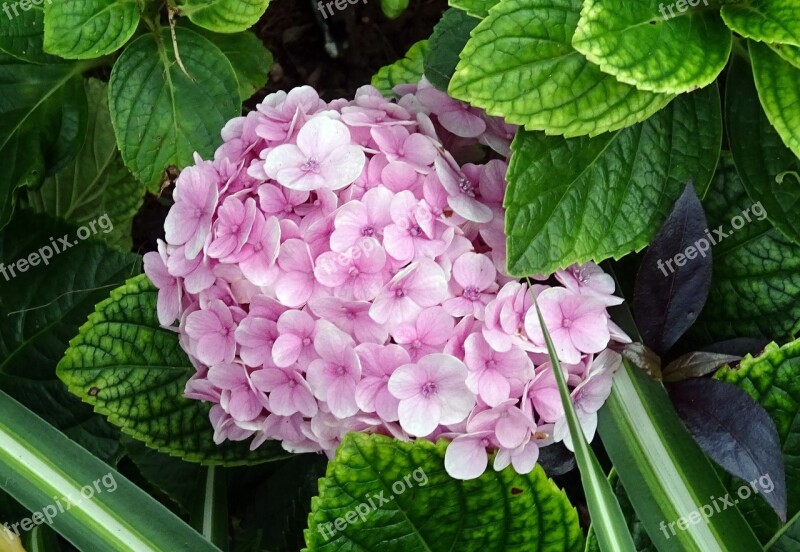 Hydrangea Flower Mophead Hydrangea Hydrangea Macrophylla Hydrangeaceae