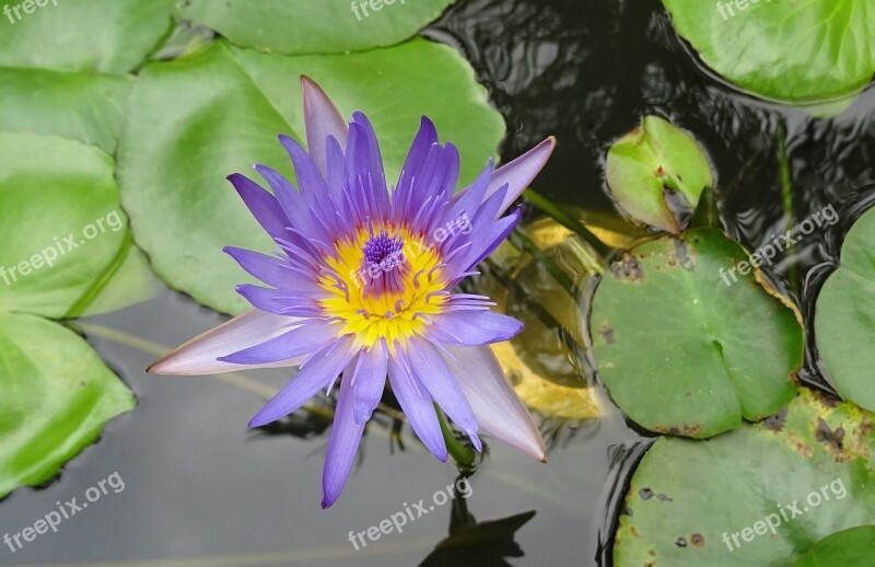 Lily Flower Nymphaea Tina Tropical Day-blooming