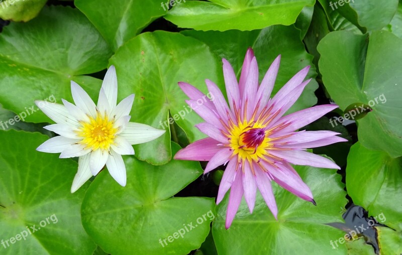 Lily Water Lily White Nymphaea Pubescens Willd Cape Blue Waterlily