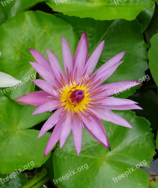 Lily Water Lily Cape Blue Waterlily Nymphaea Capensis Nymphaeaceae