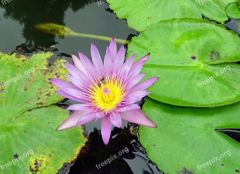 Lily Water Lily Cape Blue Waterlily Nymphaea Capensis Nymphaeaceae