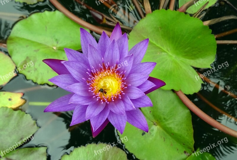 Lily Flower Blue Water Lily Neelkamal Nil-sapla