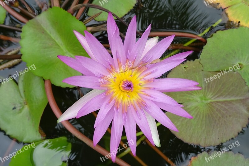 Lily Water Lily Cape Blue Waterlily Nymphaea Capensis Nymphaeaceae