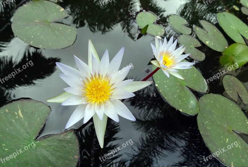 Lily Water Lily White Nymphaea Pubescens Willd Nymphaeaceae