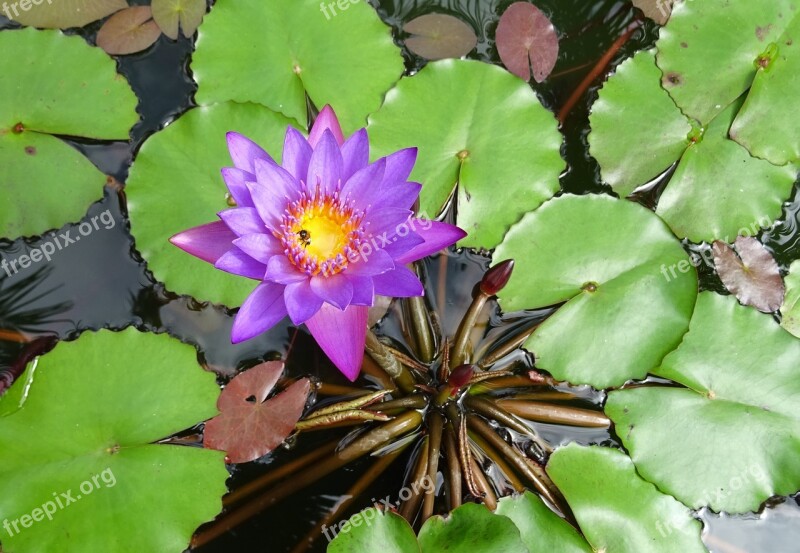 Lily Flower Blue Water Lily Neelkamal Nil-sapla