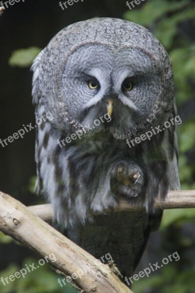 Owl Claw Bird Bill Bird Of Prey