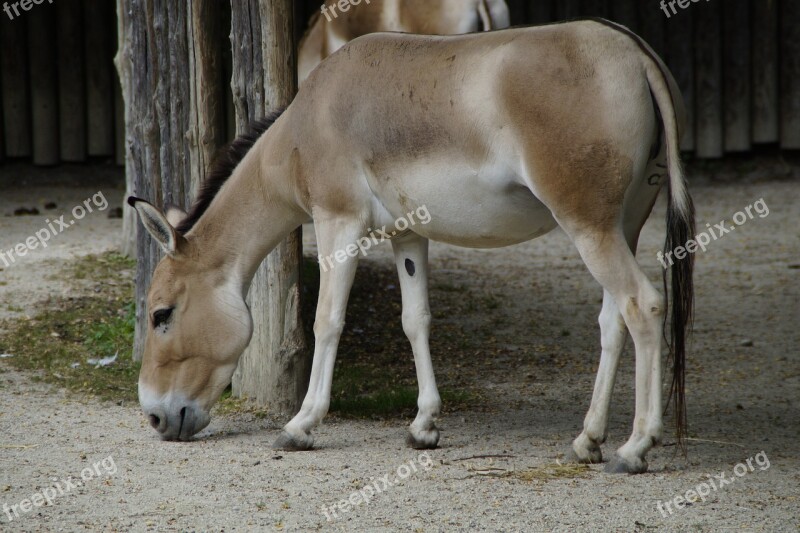 Onager Mule Zoo Ungulate Horse