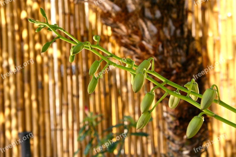 Buds Spike Plant Free Photos