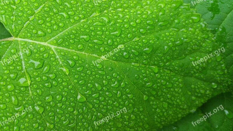 Green Leaf Wet Leaf Freshness Droplet Nature