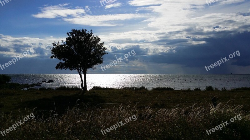 Tree Backlight Gotland Free Photos