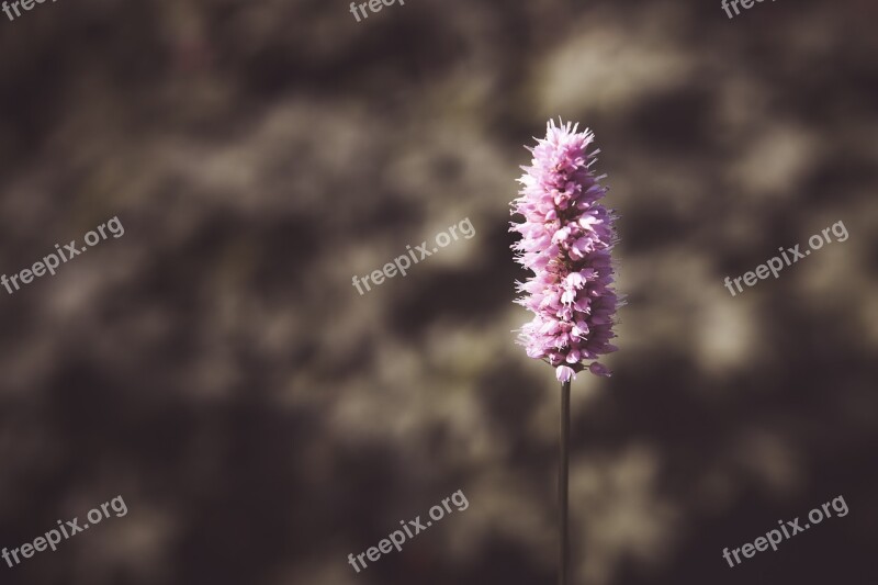 Flower Park Plant Purple Free Photos