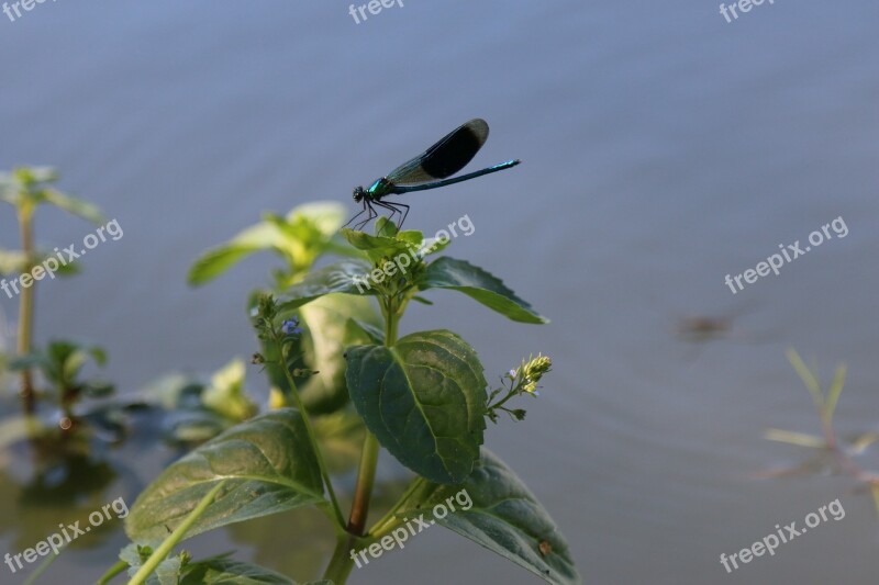 Demoiselle Dragonfly Pond Lorraine Free Photos