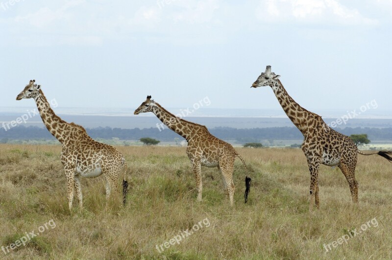 Giraffes Savannah Kenya Free Photos