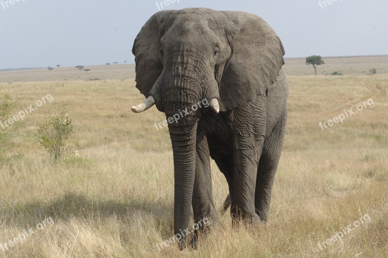 Elephant Savannah Kenya Free Photos