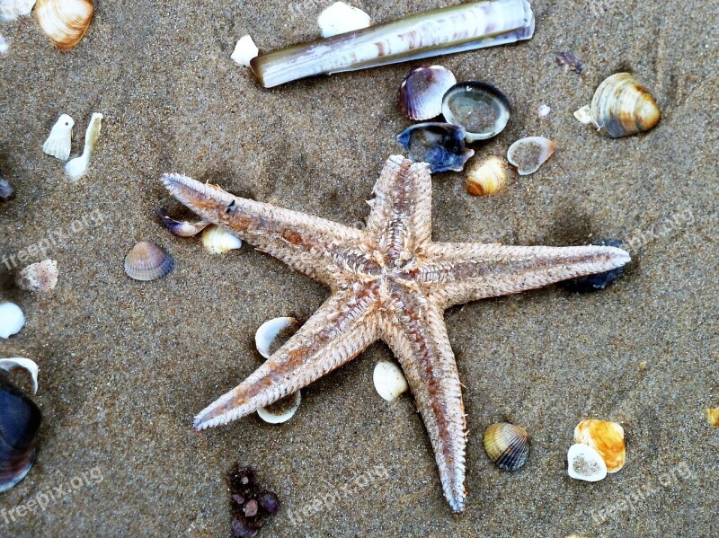 Starfish Beach Shell Shelling Sand