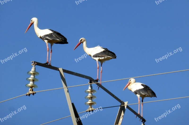 Stork Spring Portugal Free Photos