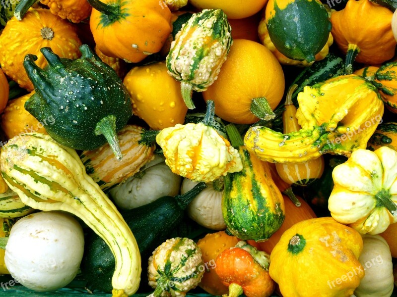 Pumpkins Cucurbitaceae Autumn Vegetables Orange