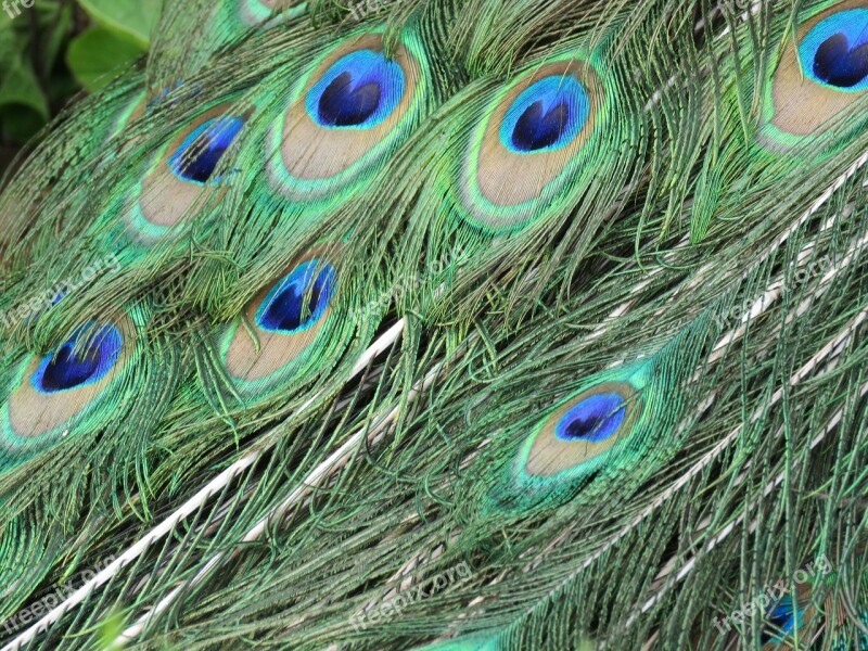 Peacock Peafowl Feathers Bird Tail