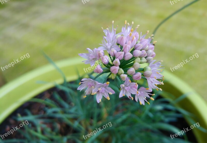 Nodding Onion Lady's Leek Plant Bloom Perennial