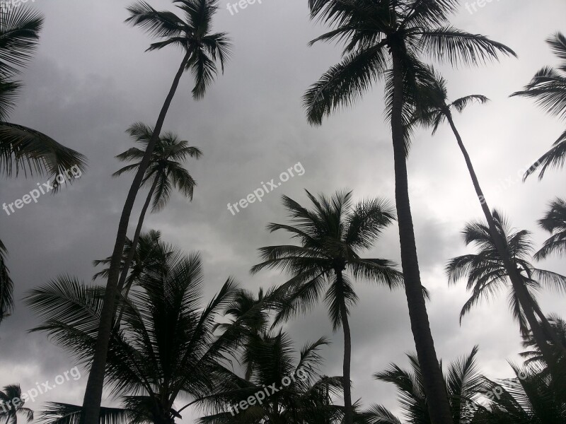 Beach Coconut Tree Recife Free Photos