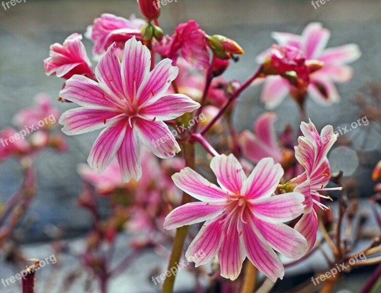 Autumn Flowers Star Pink Garden Plant