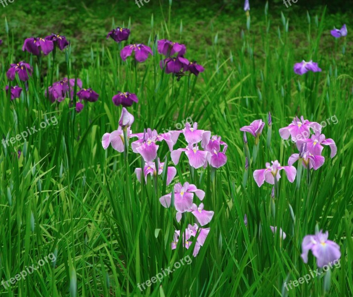 Iris Flowers Purple Pink Bamboo