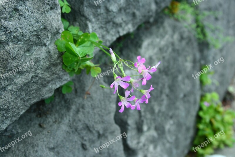 Oxalis Purple Pieces Eating Purple Oxalis Grass Pink Flowers Ishigaki