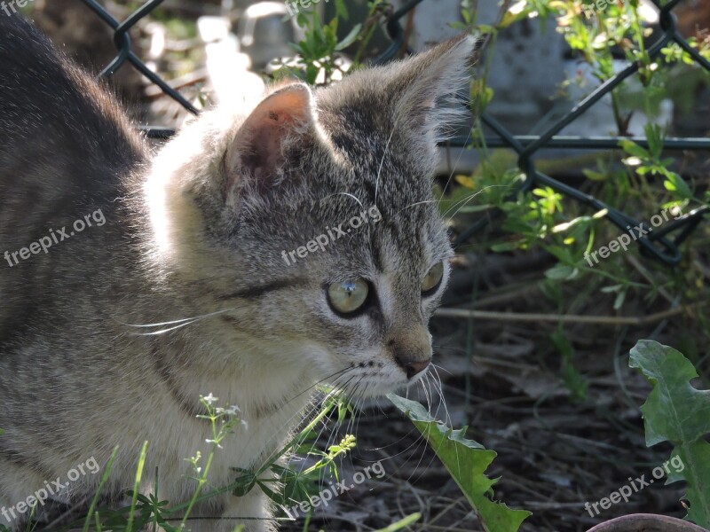 Kitten Cat Animal Cub Free Photos