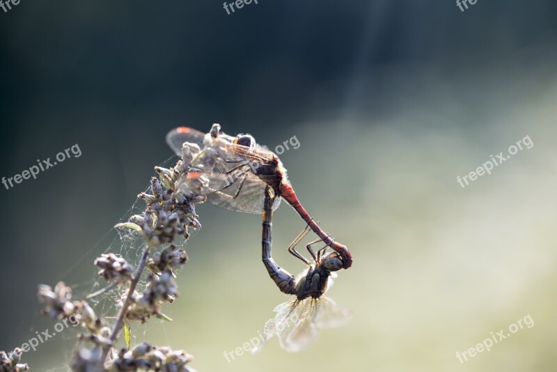 Damesfly Insect Mating Dragonfly Detailed