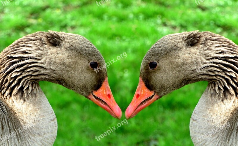 Greylag Goose Poultry Animal Bird Water Bird