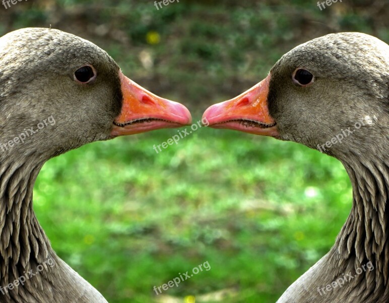 Greylag Goose Poultry Animal Bird Water Bird