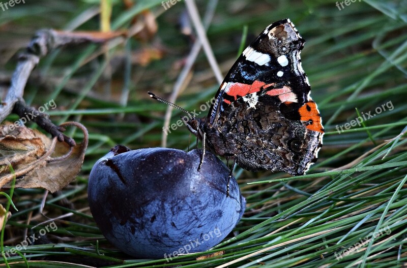 Butterfly Plum Grass Nature Summer