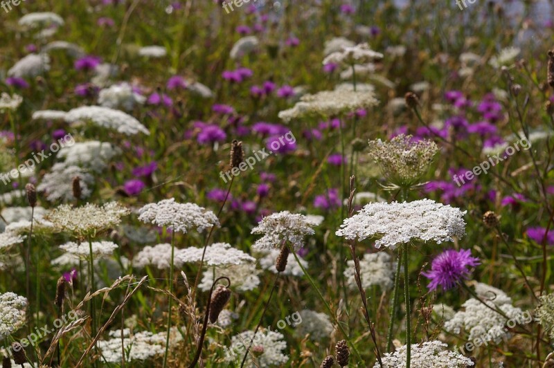 Meadow Wild Flower Meadow Blossom Bloom Bloom