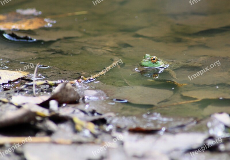 Frog Toad Marsh Amphibian Marsh Frog