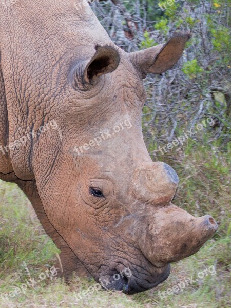 Addo National Park Rhino South Africa Free Photos