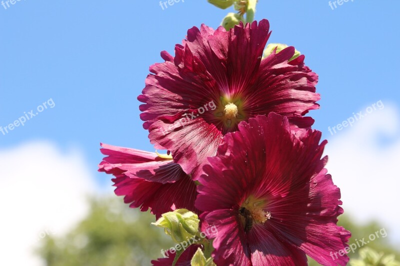 Mallow Summer Hollyhock Flower Stock Rose Garden