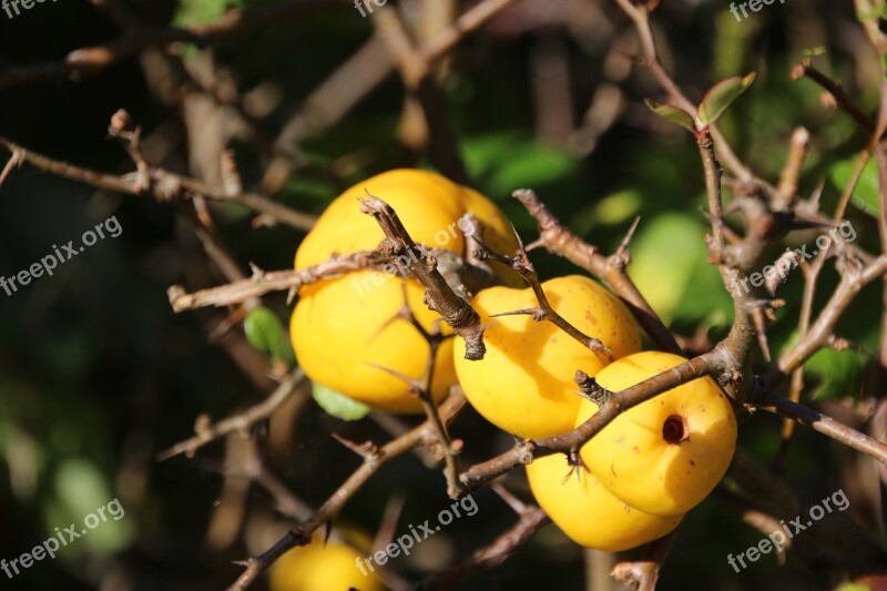 Zieraepfel Nature Autumn Yellow Apple