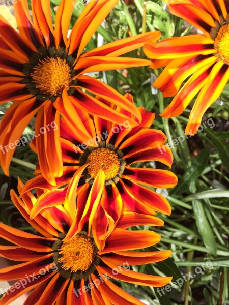 Gerbera Orange Flower Gardening Summer Flowers