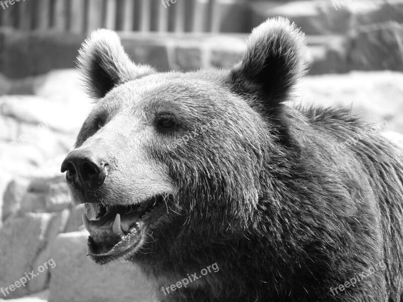 Bear Starring Fur Animal Portrait