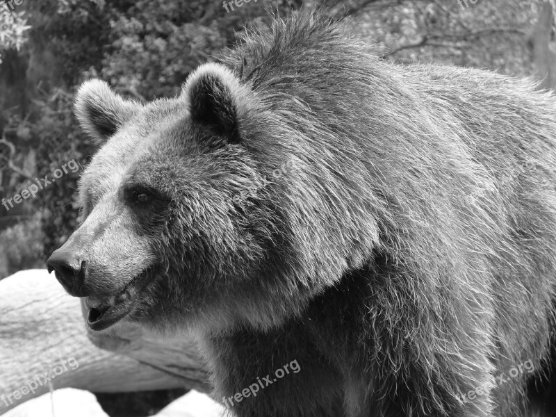 Bear Brown Black Wildlife Grizzly