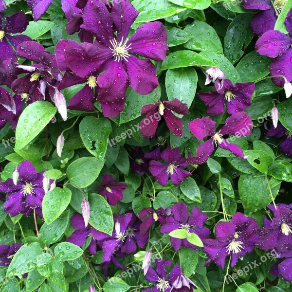 Clematis Purple Flowers Bloom Flowers Summer