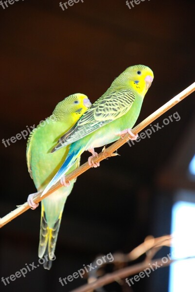 Budgie Bird Green Bird Pets Parakeets