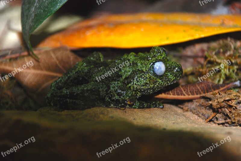 Frog Green Zoo Green Frog Close Up