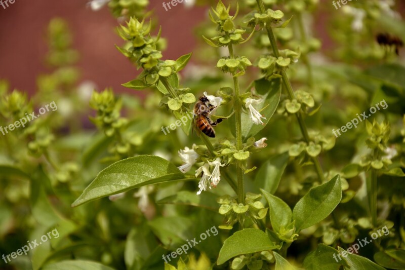 Bee Nature Basil Macro Spring