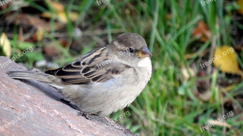 Bird Sparrow Nature Feathered Race Free Photos