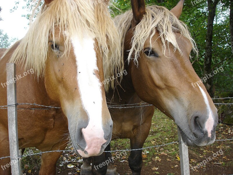 Horses Horseback Riding Nature Mane Free Photos