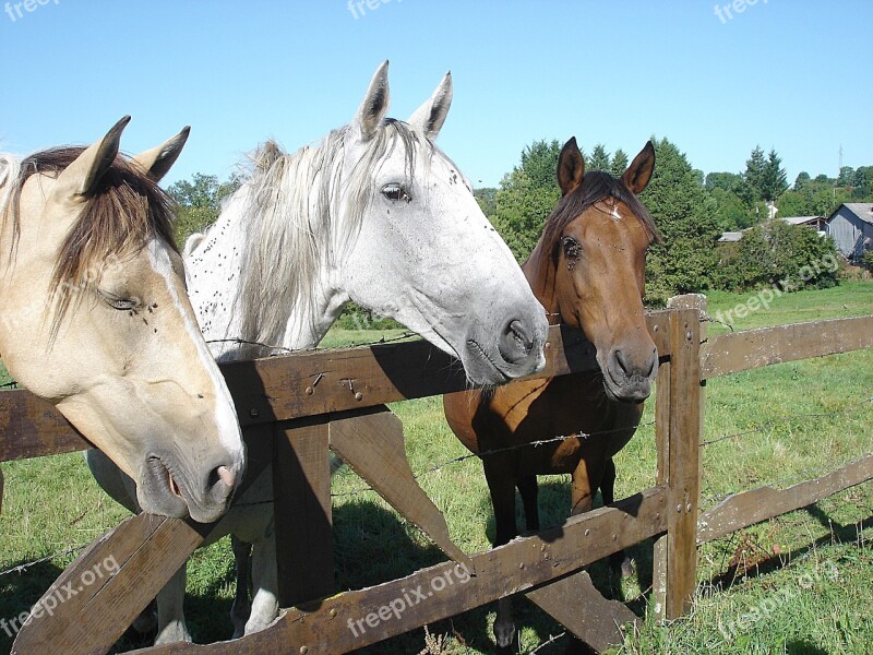 Horses Horseback Riding Nature White Horse Free Photos