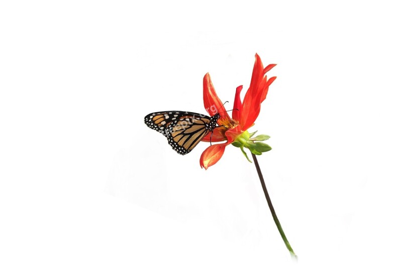 Monarch Butterfly Dahlia Isolated Free Photos